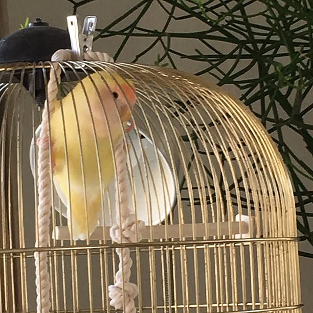 Kiiroさんの実例写真