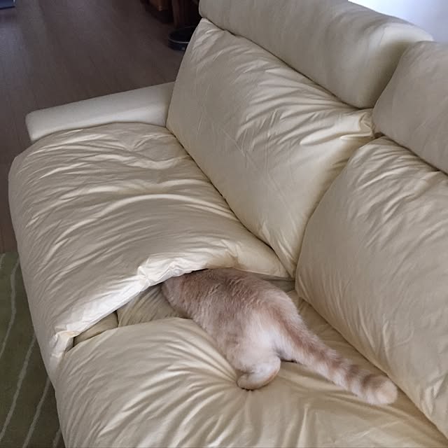 y.k.0123さんの実例写真