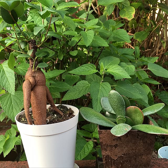 実例写真