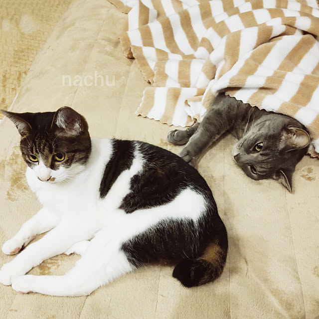 nachuさんの実例写真
