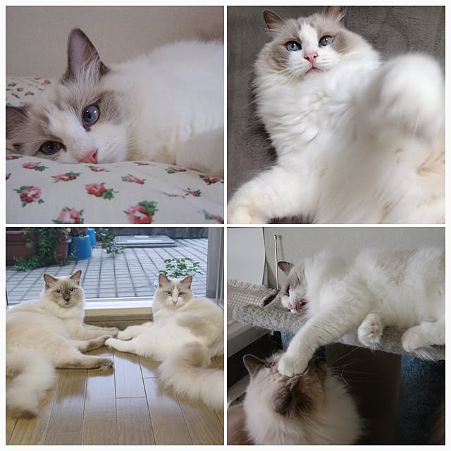 yuchiさんの実例写真