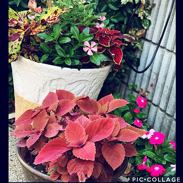 yukarin-gardenさんの実例写真