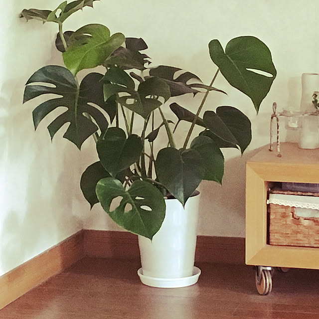 karichanさんの実例写真