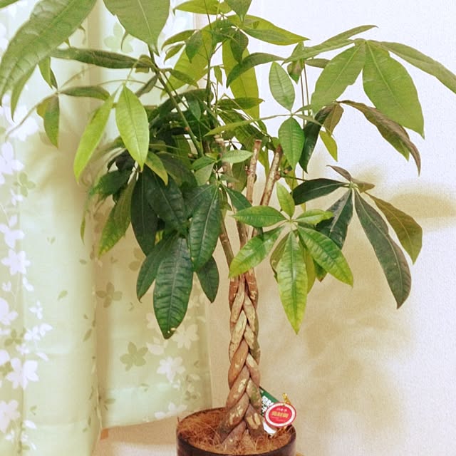 kaoさんの実例写真