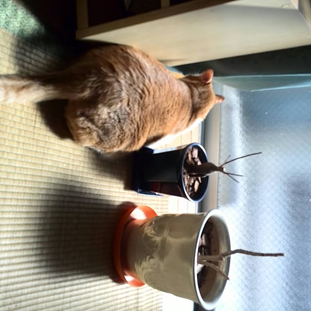 ベッド周り/葉を落とした100均の観葉植物のインテリア実例 - 2017-02-11 11:42:25