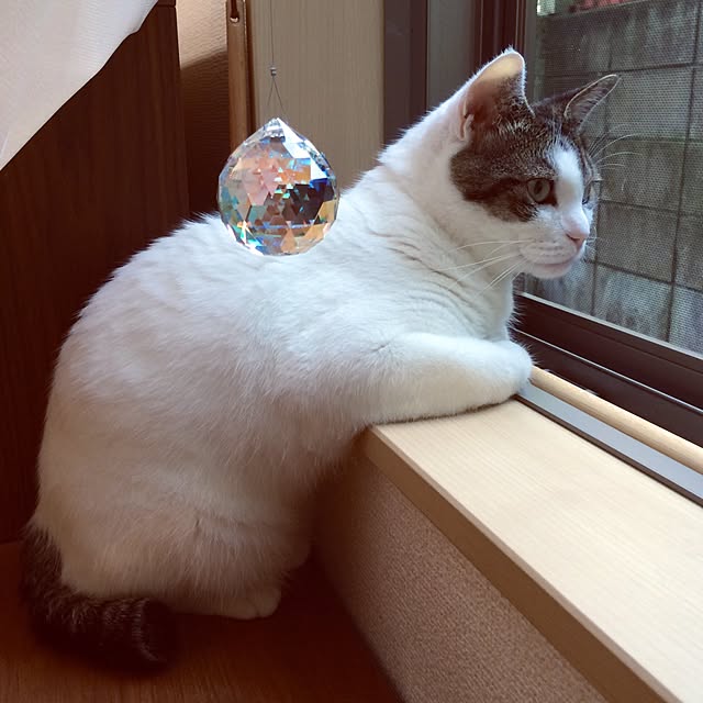 tigerさんの実例写真