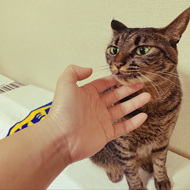 kuromiさんの実例写真