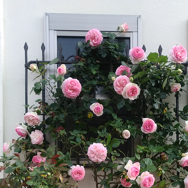 magnoliaさんの実例写真