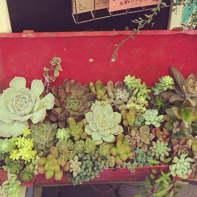 MaruLorettaさんの実例写真