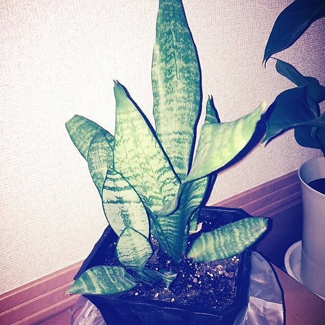 uriwabiさんの実例写真