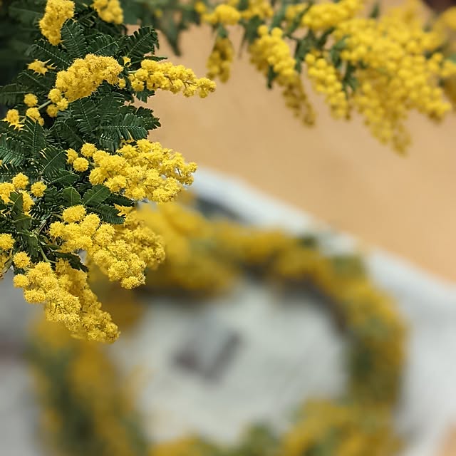 Sakura_hanaさんの部屋