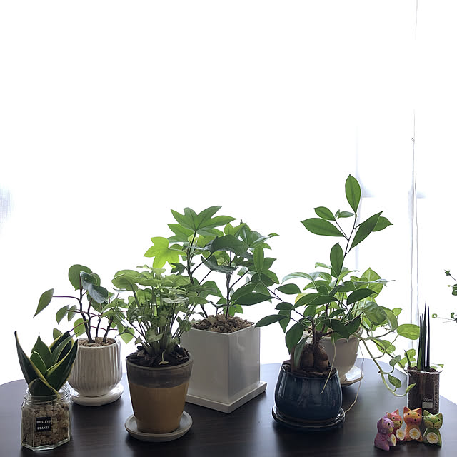 雑貨/カフェ風/観葉植物/ナチュラル/多肉植物...などのインテリア実例 - 2021-10-02 09:52:12
