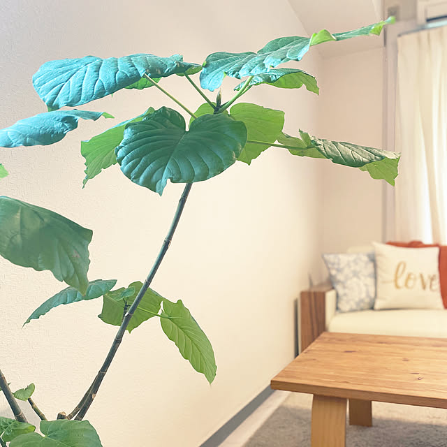 coko08さんの実例写真