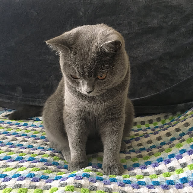 kittyさんの実例写真