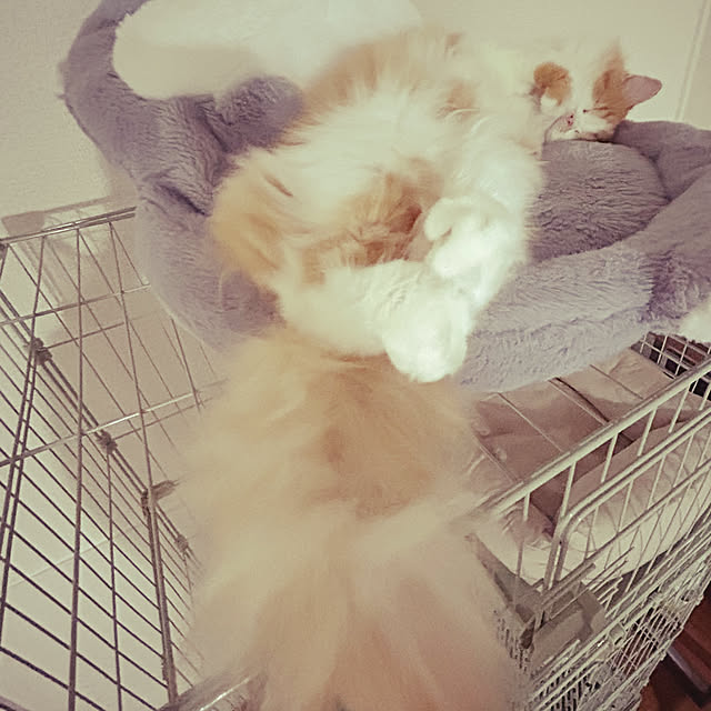 junさんの実例写真