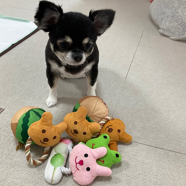 koroさんの実例写真