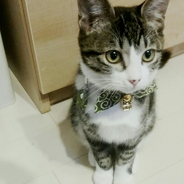 Chiyukiさんの実例写真
