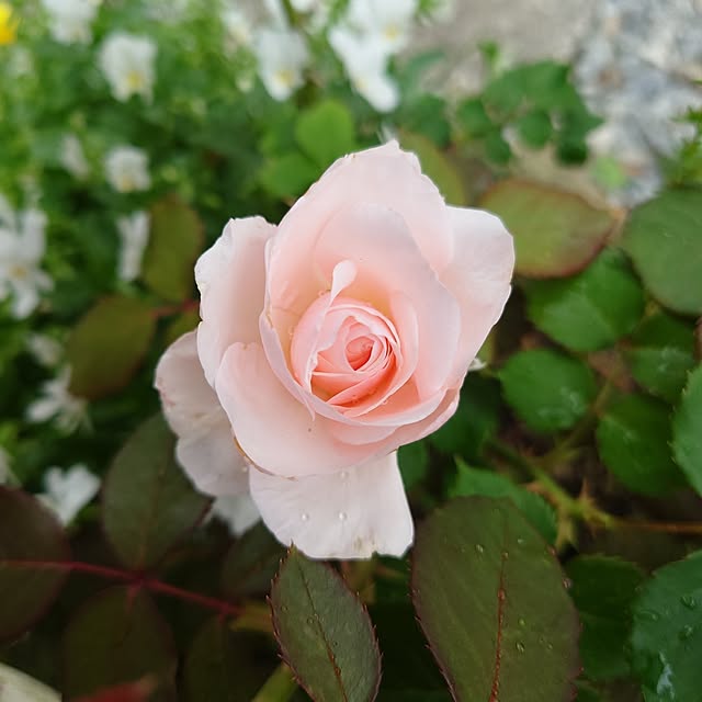 fleur-mamanさんの部屋