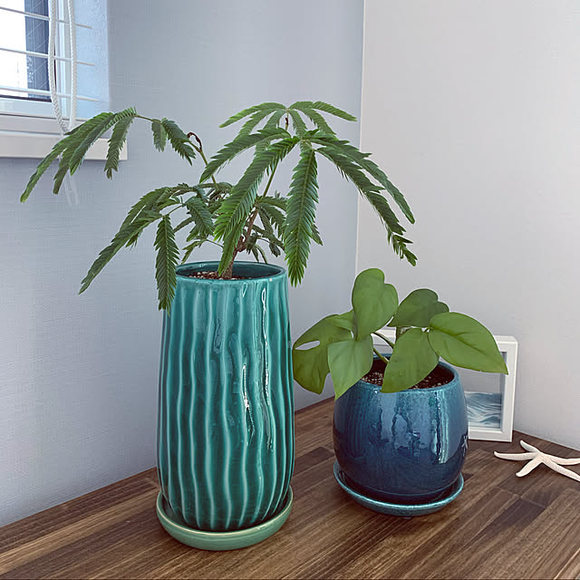 観葉植物/ヒメモンステラ/エバーフレッシュ/部屋全体のインテリア実例 - 2020-05-05 13:10:14