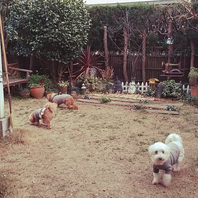 kohanaさんの実例写真