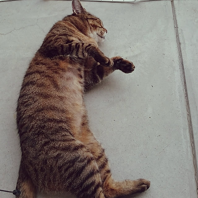 lilyさんの実例写真