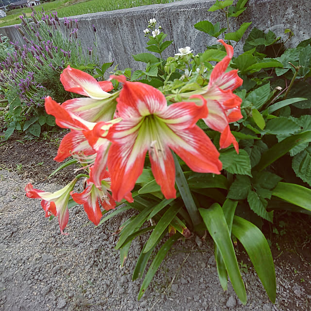 machikomamaさんの実例写真