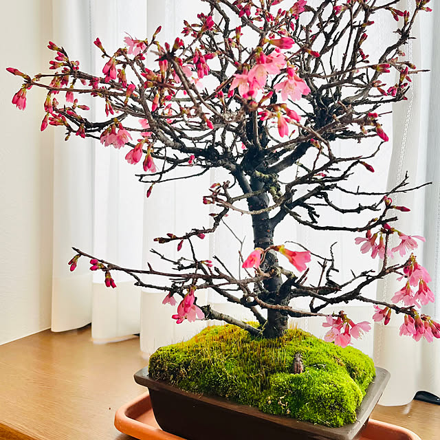 shunrikoさんの部屋