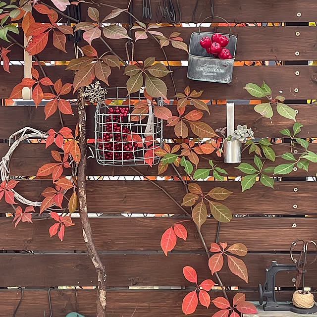 nobikoさんの部屋