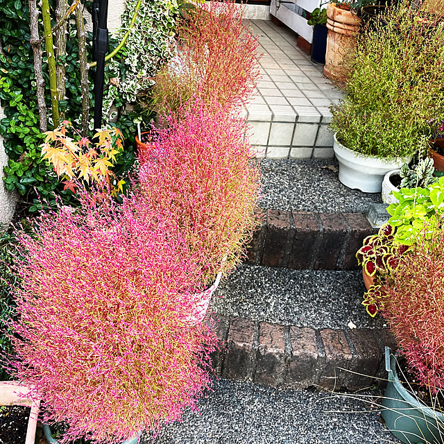 asako.10さんの実例写真