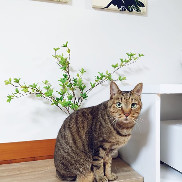 nachiさんの実例写真