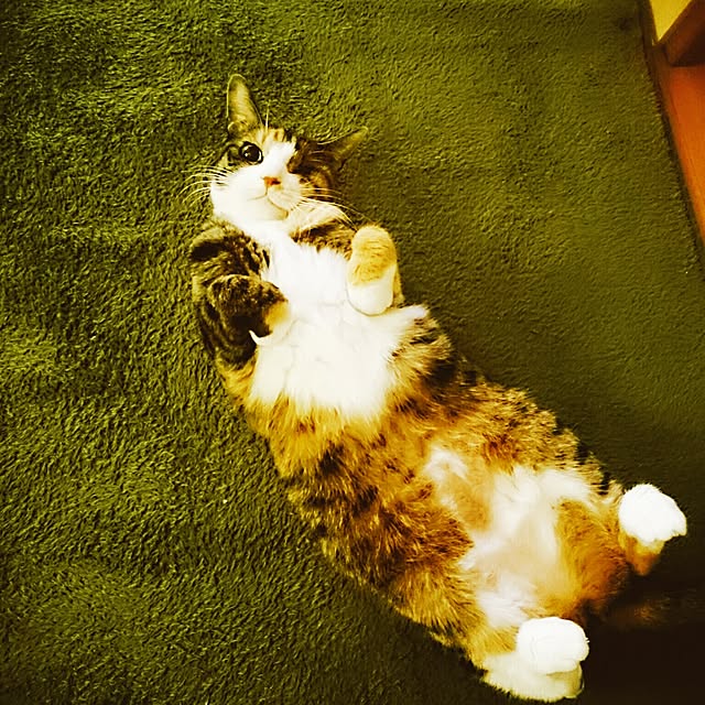 mofukoさんの実例写真
