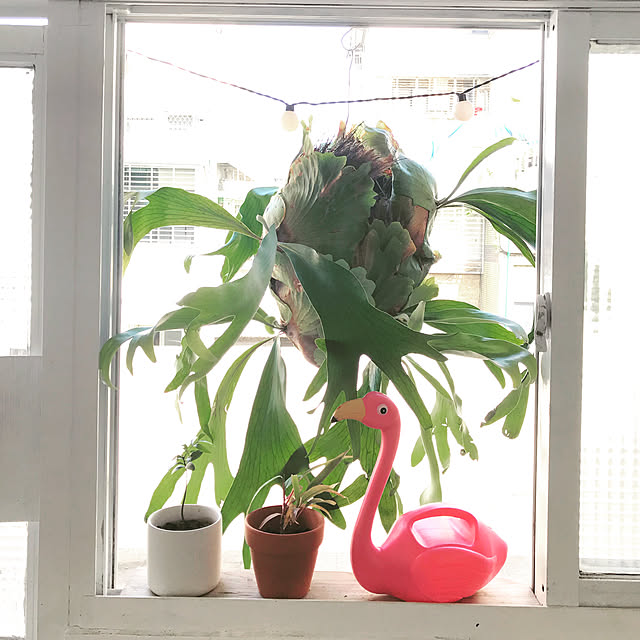 GJさんの実例写真