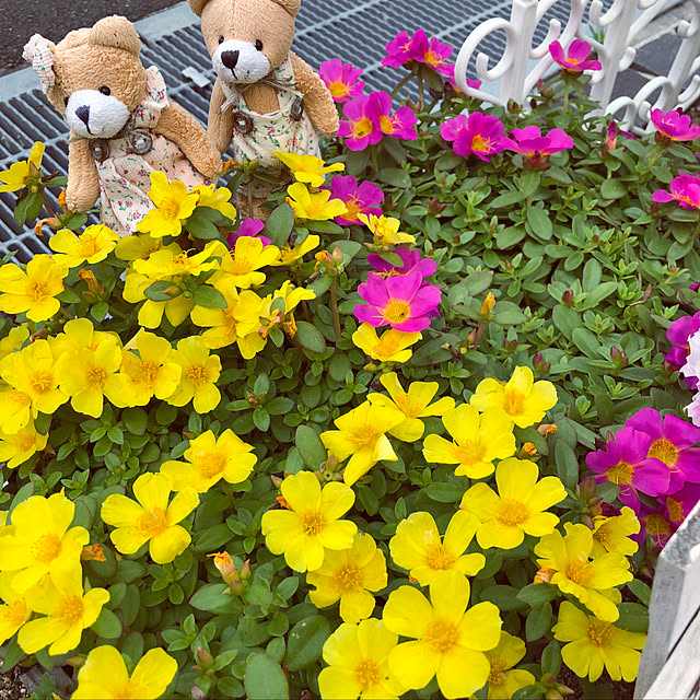 manachanさんの実例写真