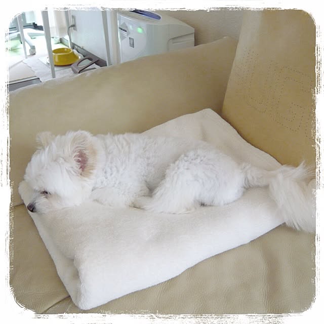 ksyanさんの実例写真