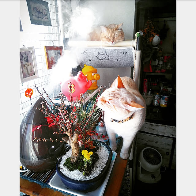 mntcさんの実例写真