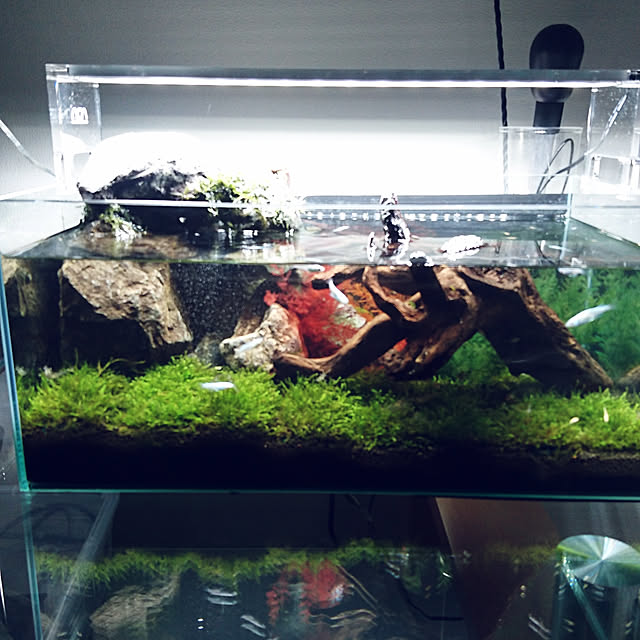 完成品 滝の流れるアクアテラリウム イモリウム 苔 水槽 やす 苔 完成品 滝の流れるアクアテラリウム イモリウム 苔 水槽 やす 苔