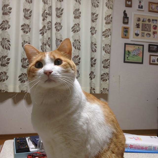 Kinanさんの実例写真