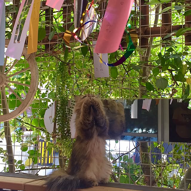 butachanさんの実例写真
