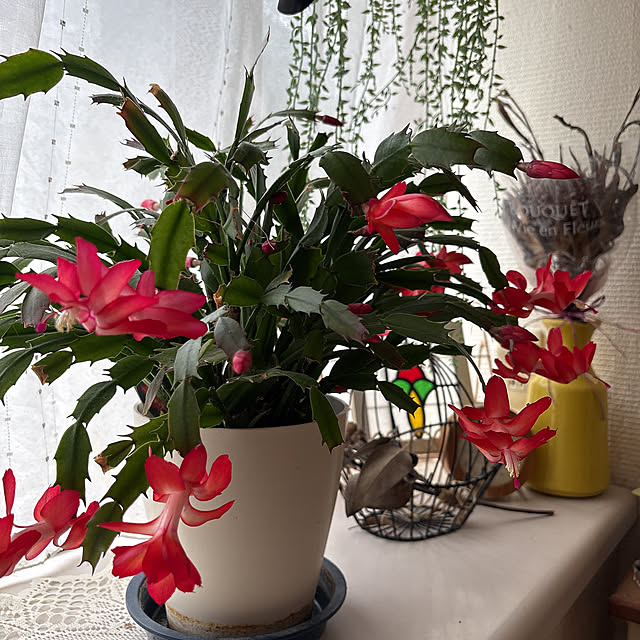 mii-tanさんの実例写真