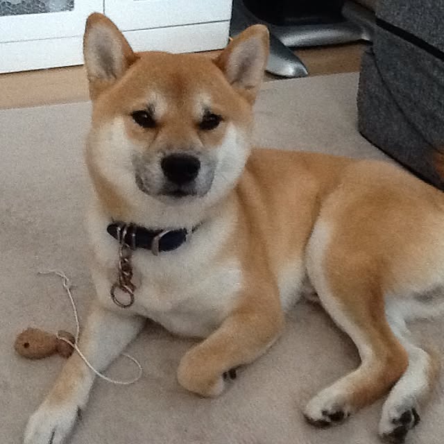 kotaさんの実例写真
