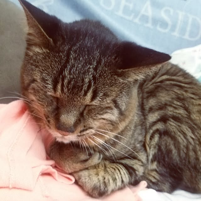 kittenblueさんの実例写真
