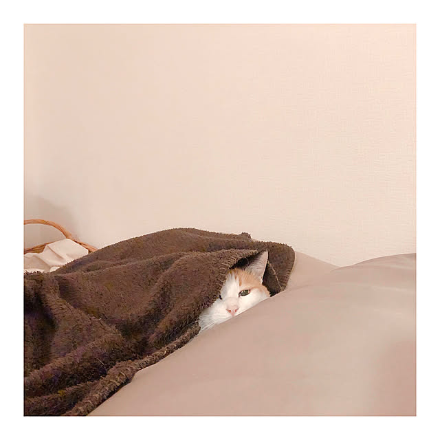 warashibeさんの実例写真