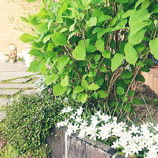 s_h_yさんの実例写真