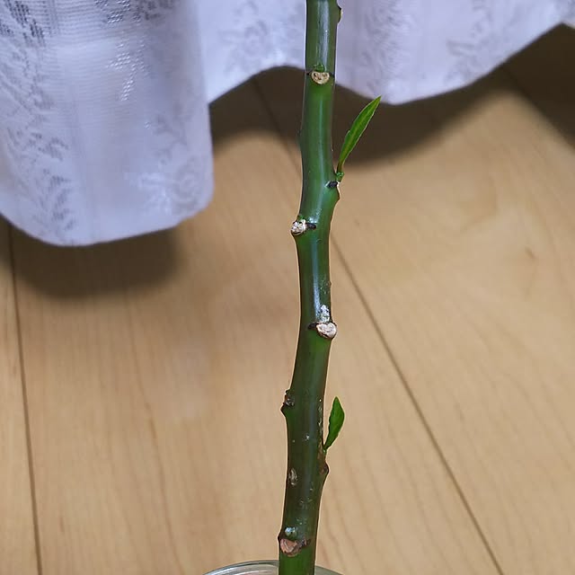 mmpoohさんの実例写真