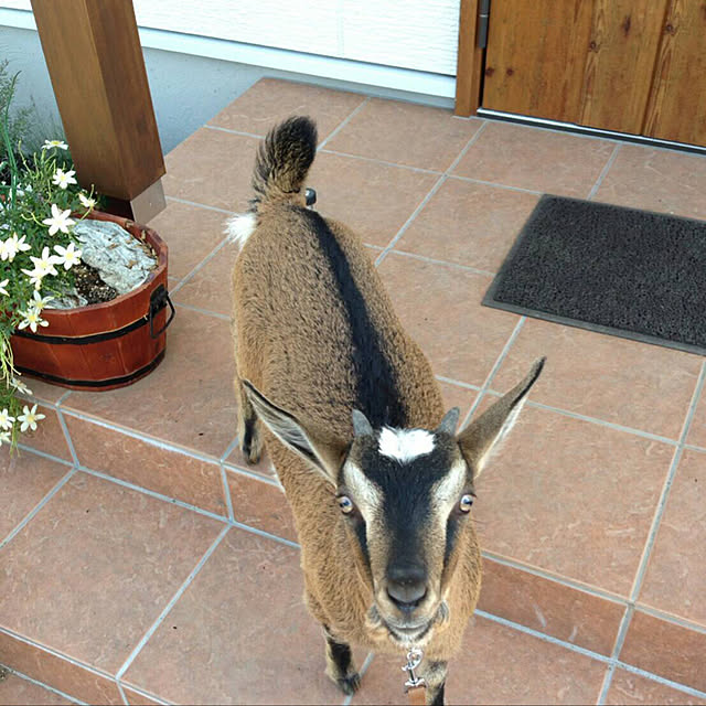 TOROさんの実例写真