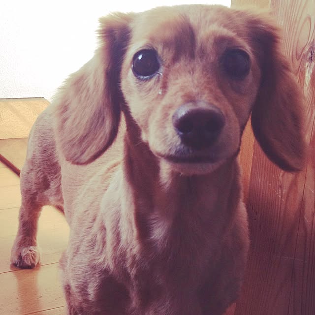 sakuさんの実例写真