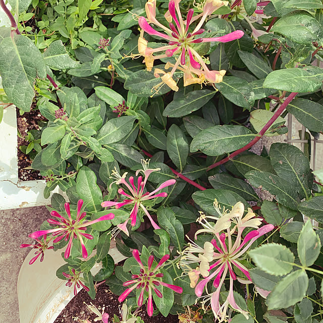 AYUKOさんの実例写真