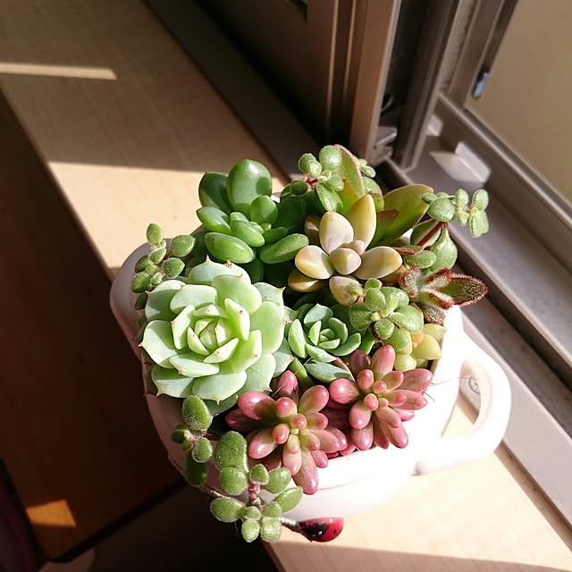 nanigenaihibiさんの実例写真