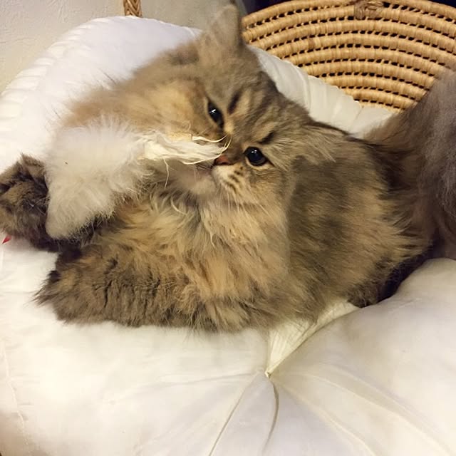 butachanさんの実例写真