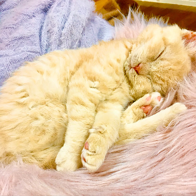 naokoさんの実例写真